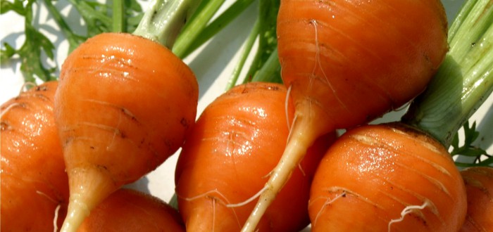 carote tonde