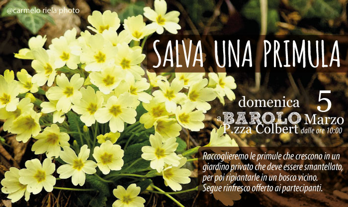 salva una primula