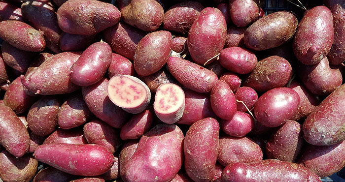patate rosse orto sinergico