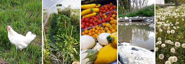 Regalo di una visita all'orto con pranzo all'agriturismo